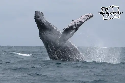 Морское сафари в Чили Наблюдение за китами